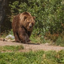 Mirtinas susirėmimas: paauglys išgelbėjo tėčio gyvybę smūgiuodamas lokiui į snukį