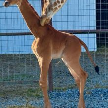 Zoologijos sode gimė žirafa be dėmių: pirmoji tokia pasaulyje?
