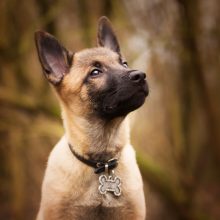 Balso stygas šunims šalinusiai tauragiškei skirta 4,5 tūkst. eurų bauda
