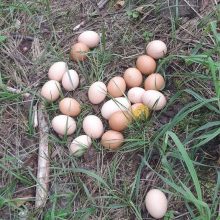 Pasidėjo: įvairių dydžių ir spalvų kiaušinių krūvelę grybautojas rado miške, už dviejų kilometrų nuo artimiausios sodybos.