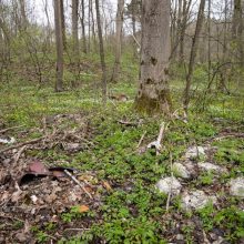 Skaudi atomazga: policijos ieškotas jaunuolis rastas negyvas miške