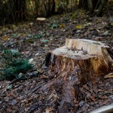 Sostinės Pilaitės rajone įmonė neteisėtai iškirto 34 medžius: teks atlyginti per 11 tūkst. eurų žalą