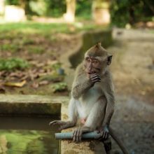 Per karščio bangą Indijoje šulinyje prigėrė ištroškusios beždžionės