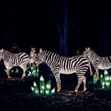 Kauno VDU botanikos sode – unikalus šviesų festivalis „Džiunglių knyga“