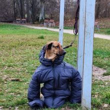 Šunį su žmogaus striuke pamatę internautai pašėlo: metų nuotrauka!