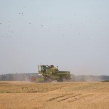 Pradedamas pasėlių deklaravimas, ūkininkai baiminasi chaoso