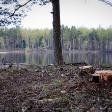 Prokuratūra tiria valstybinio miško kirtimą Molėtų rajone