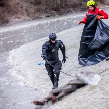 Garliavos parko kriminalas – taip pat su norvegiška uodega?