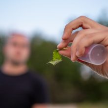 Naktinės drugelių paieškos Šilainiuose