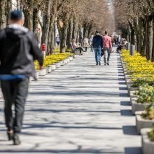 Laisvės alėja jau pradeda geltonuoti: į viršų stiebiasi tūkstančiai narcizų