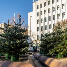 Kauno savivaldybės prieigose kuriamas kalėdinių eglučių parkas