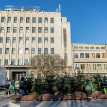 Kauno savivaldybės prieigose kuriamas kalėdinių eglučių parkas