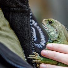 Zoologijos sode gyvenantis drakonas išpranašavo, kokie bus ateinantys 2024-ieji 