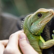 Zoologijos sode gyvenantis drakonas išpranašavo, kokie bus ateinantys 2024-ieji 