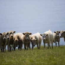 EP galutinai patvirtino – šiemet Lietuvos ūkininkams daugiamečių pievų atkurti nereikės