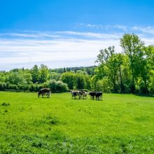 ŽŪM: iki gegužės 15 dienos smulkūs ūkiai dar gali pretenduoti į palankią paramą