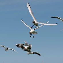 Marijampolėje masiškai gaišta kirai: kokią grėsmę tai kelia žmonėms?