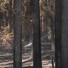 Prienų rajono miške siautėjo liepsnos: uždraus lankymą?