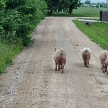 Mastaičiuose po gatves laisvai vaikštinėjo grupelė kiaulių: išėjo pasiganyti?