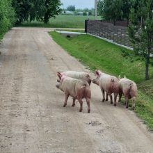Mastaičiuose po gatves laisvai vaikštinėjo grupelė kiaulių: išėjo pasiganyti?