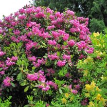 Dubravos arboretume skleidžiasi įspūdinga rododendrų kolekcija