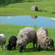 Gražu: se­nų lie­tu­viš­kų veis­lių avys Ma­čiu­lių ūky­je tie­siog gra­žiai gy­ve­na ir šie­nau­ja pie­vas.