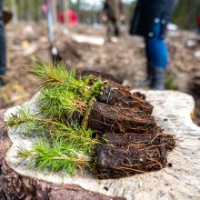 Unikali iniciatyva – bendruomenės eidamos užaugino 35 tūkst. tikrų medžių