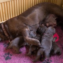Papildymas: neseniai šuniukų susilaukiusios Mačiulių augintinės šokoladinės Labradoro retriverės Džiazu mažyliai bus pavadinti vardais iš T raidės.