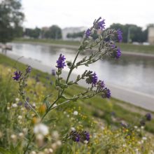 S. Gentvilas: Vilniaus taikoma pievų šienavimo praktika yra pavyzdinė