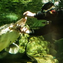 Trauka: jūrų gyvūnai, o ypač eršketų šėrimas baseinuose ar delfinų pasirodymas labiausiai vilioja žiūrovus.