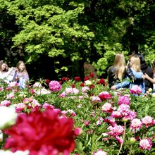 Didžiausiame Lietuvos bijūnyne – masinis žydėjimas 