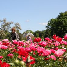 Didžiausiame Lietuvos bijūnyne – masinis žydėjimas 