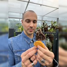 Į VDU Botanikos sodą sugrįžo tropiniai drugiai: eksponuojami kartu su orchidėjomis