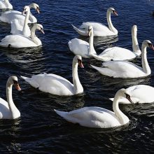 Į gimtuosius kraštus sugrįžtantys paukščiai parneša ir paukščių gripo riziką