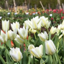 Botanikos sode prasideda didysis tulpių žydėjimas