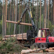 Siūloma artimiausius penkerius metus leisti kirsti 2 proc. daugiau valstybinių miškų