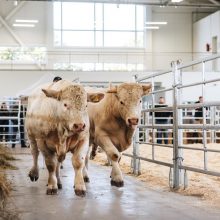 VDU Žemės ūkio akademijoje – Gyvulininkystės paroda 2023: parodos lankymas – nemokamas