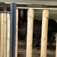 Naktį į Kauną atvykus raganosiams, Lietuvos zoologijos sodas skelbia atidarymo datą