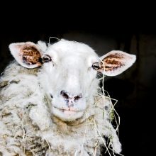 Patvinusioje pievoje avis gelbėję ugniagesiai: paėmėme ant rankų ir nešėme