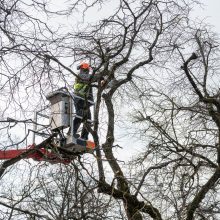 Laisvės alėjoje kertamos liepos traukia praeivių dėmesį