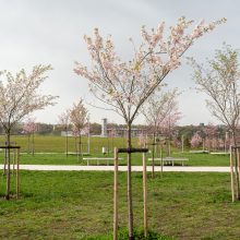 Pražydusios gražuolės sakuros jau vilioja į Nemuno salą