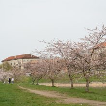 Pražydusios gražuolės sakuros jau vilioja į Nemuno salą