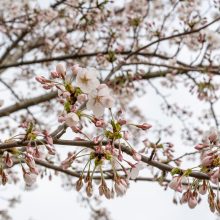 Antradienį termometrų stulpeliai šoktels iki 27 laipsnių, vėliau įsivyraus pavasariški orai