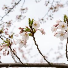 Pražydusios gražuolės sakuros jau vilioja į Nemuno salą