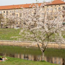 Pražydusios gražuolės sakuros jau vilioja į Nemuno salą