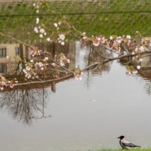 Pražydusios gražuolės sakuros jau vilioja į Nemuno salą