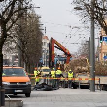 Laisvės alėjoje pradėtos sodinti liepos: Vokietijoje jos augintos apie 20 metų