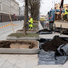 Laisvės alėjoje pradėtos sodinti liepos: Vokietijoje jos augintos apie 20 metų