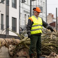 Laisvės alėjoje pradėtos sodinti liepos: Vokietijoje jos augintos apie 20 metų