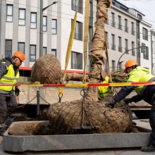 Laisvės alėjoje pradėtos sodinti liepos: Vokietijoje jos augintos apie 20 metų